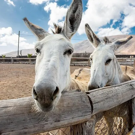 Lüks kamp alanı Acampale - Glamping Lanzarote - Arrieta Arrieta (Lanzarote)